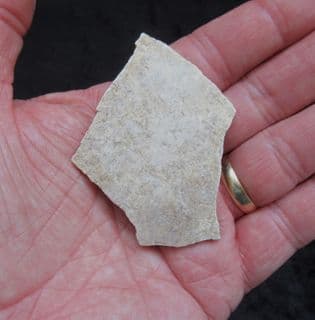 Large piece of Elephant bird eggshell !