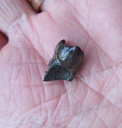 Large Triceratops Horridus dinosaur tooth!