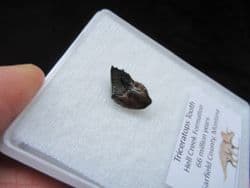 Large Triceratops Horridus dinosaur tooth!