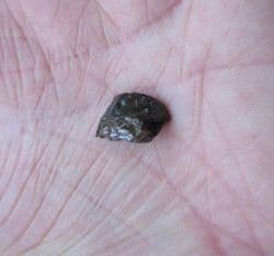 Large Triceratops Horridus dinosaur tooth!