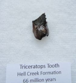 Large Triceratops Horridus dinosaur tooth!