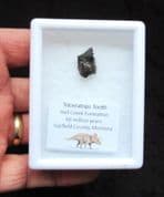 Large Triceratops Horridus dinosaur tooth!