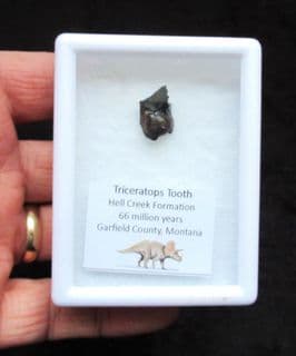 Large Triceratops Horridus dinosaur tooth!