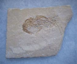 Lebanese Prawn Carpopenaeus callirostris