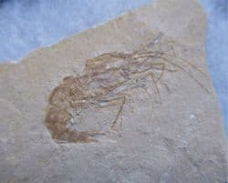 Lebanese Prawn Carpopenaeus callirostris