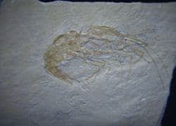 Lebanese Prawn Carpopenaeus callirostris