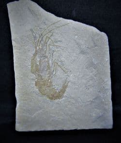 Lebanese Prawn Carpopenaeus callirostris