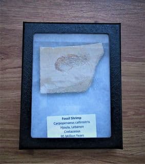 Lebanese Prawn Carpopenaeus callirostris