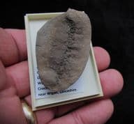 Lepidodendron leafy shoots  from Crock Hey !