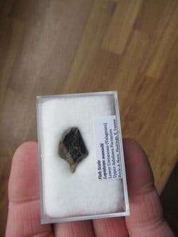 Lepidotes mantelli  (Agassiz, 1833)