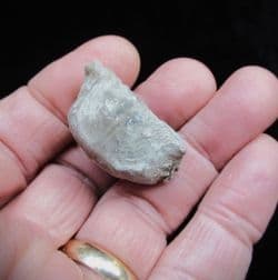 Leptaena depressa