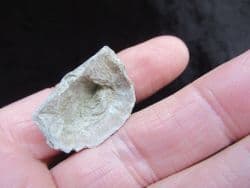 Leptaena depressa