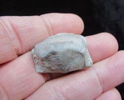 Leptaena depressa