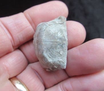 Leptaena depressa