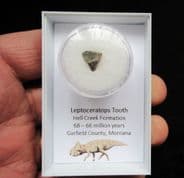 Leptoceratops gracilis (Brown 1914)