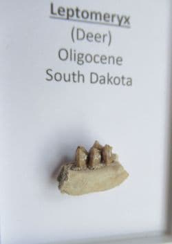 Leptomeryx evansi Small deer jaw