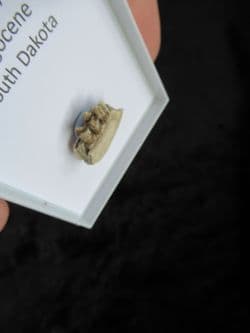 Leptomeryx evansi Small deer jaw