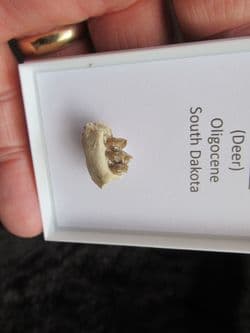 Leptomeryx evansi Small deer jaw