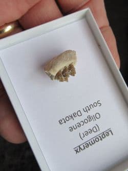 Leptomeryx evansi Small deer jaw