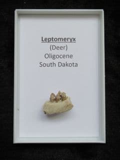Leptomeryx evansi Small deer jaw