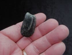 Lignite wood from the Wealden Compton bay
