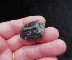 Lignite wood from the Wealden Compton bay