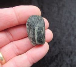 Lignite wood from the Wealden Compton bay