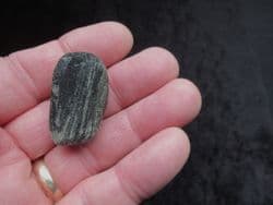 Lignite wood from the Wealden Compton bay