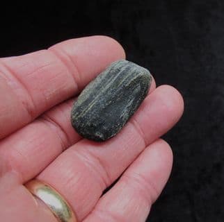 Lignite wood from the Wealden Compton bay