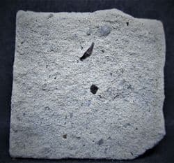 Lissodus  minimus tiny shark tooth!