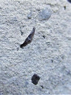 Lissodus  minimus tiny shark tooth!