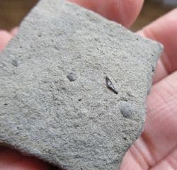Lissodus  minimus tiny shark tooth!