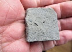 Lissodus  minimus tiny shark tooth!