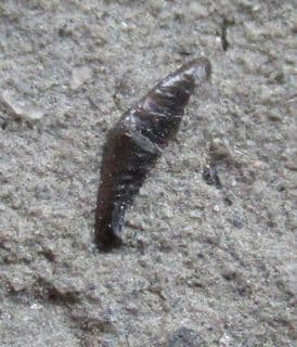 Lissodus minimus tiny shark tooth!