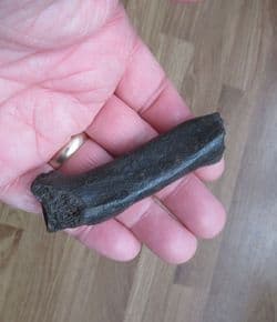 Llama radius from Florida