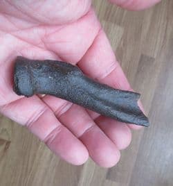 Llama radius from Florida