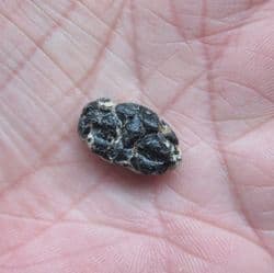 London  clay crab  Glyphithyreus wetherelli