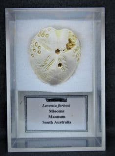 Lovenia Forbesi Australian sea urchin