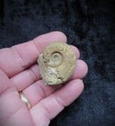 Lytoceras  crenatum (Buckman) from the abnormal Fish and insect bed