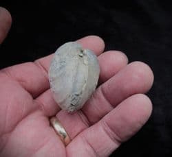 Mactromya  cardoides (Phillips)