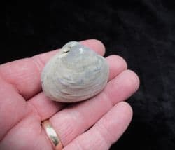 Mactromya  cardoides (Phillips)