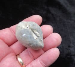 Mactromya  cardoides (Phillips)