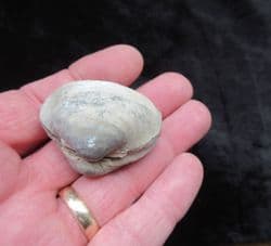 Mactromya  cardoides (Phillips)