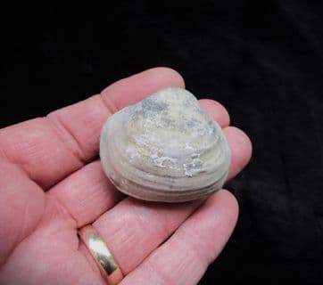 Mactromya cardoides (Phillips)