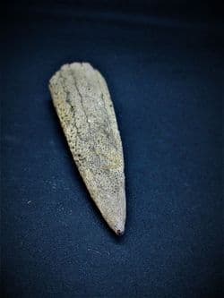 Makaira Swordfish bill