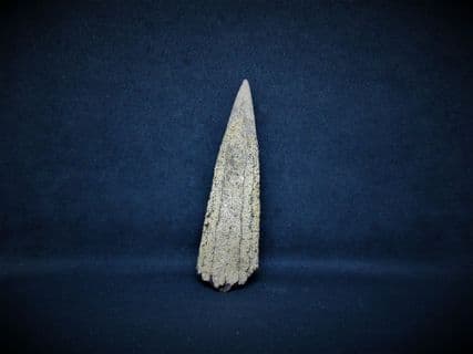 Makaira Swordfish bill