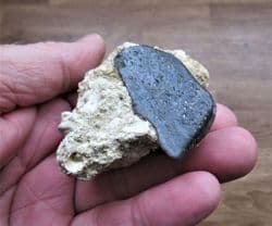 Mammal bone from France