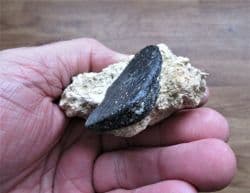 Mammal bone from France