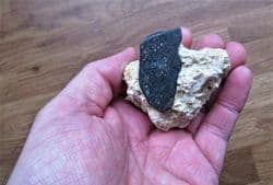 Mammal bone from France