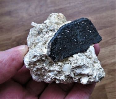 Mammal bone from France